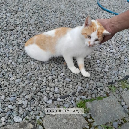 Foto 1/1 Kat gevonden Gevonden in Ittre