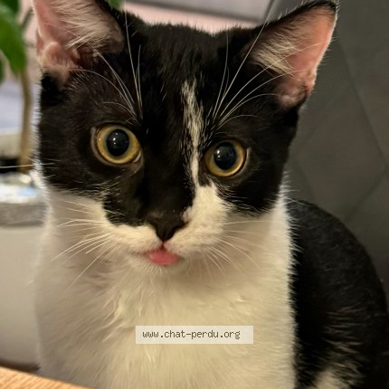 Foto 1/1 Faisca Katze verloren in Esch Sur Alzette