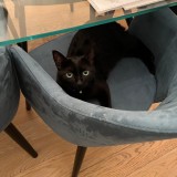 Mirtilla