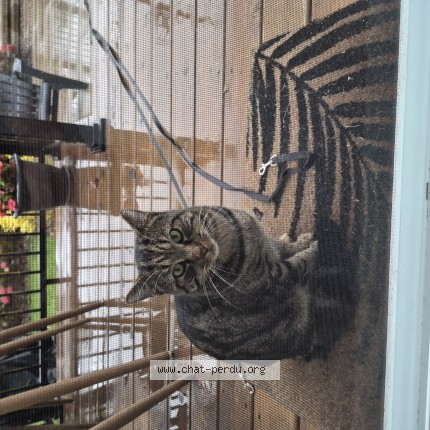 Photo 1/1 Found cat Found in Terrebonne