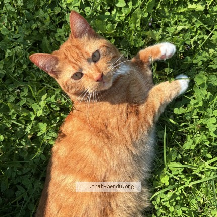 Photo 1/1 Mishtan Cat lost in Laterriere