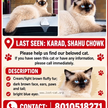 Picture of cat lost at Karad
