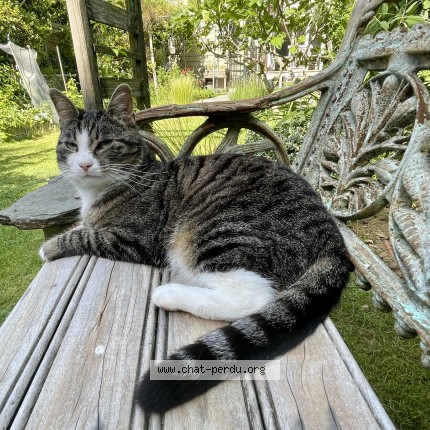 Foto 1/4 Xena Kat vermist in Rhode Saint Genese