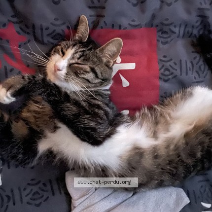 Foto 2/4 Xena Kat vermist in Rhode Saint Genese