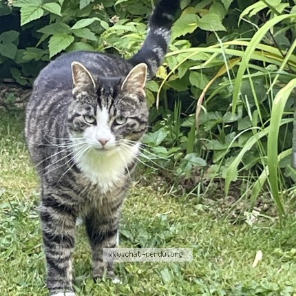 Foto 3/4 Xena Kat vermist in Rhode Saint Genese