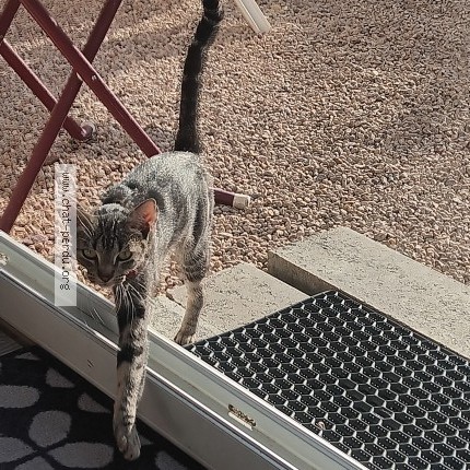 Photo of a cat found in Chauffailles