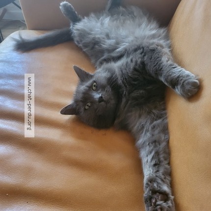 Foto di gatto smarrito a Corcelles
