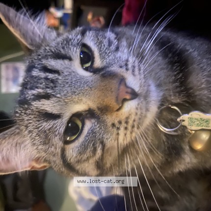 Photo 1/1 Maxi Cat lost in Oshawa