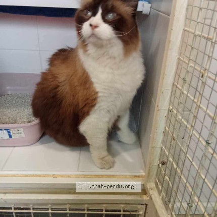 Picture of cat found at Mazeres