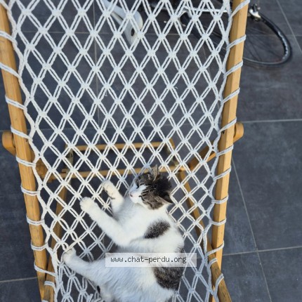 Foto 1/1 cosmo Kat vermist in Rebaix