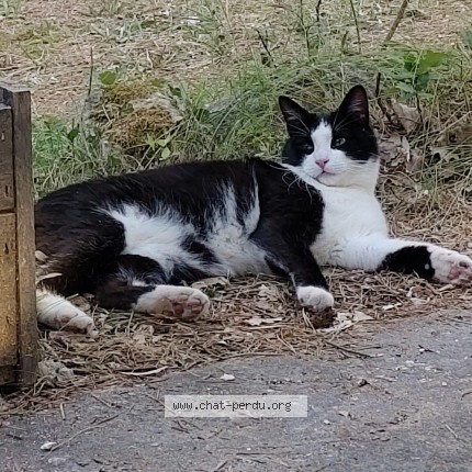 Photo of a cat reunited in Dieulefit