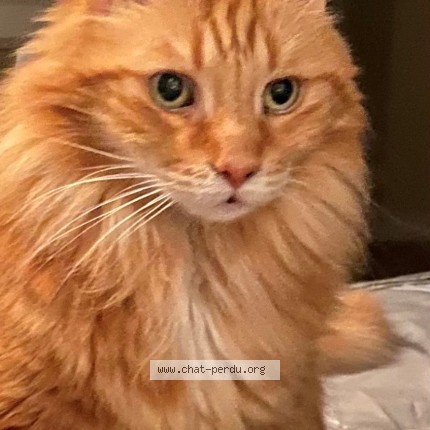 Photo 1/1 Woody Cat lost in Ste Julienne Rawdon