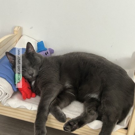Photo of a cat found in Saint Etienne