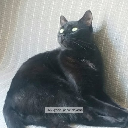 Photo of a cat reunited in San Bernardo