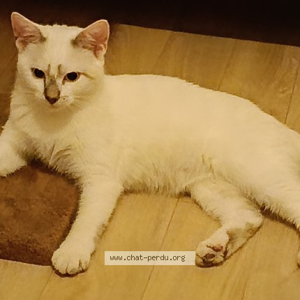Photo of a cat found in Guichen