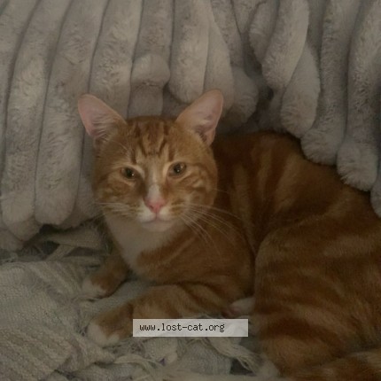 Photo 1/1 moey Cat lost in Adelaide