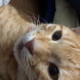 ginger