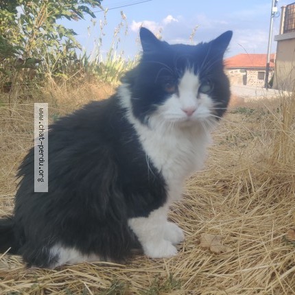 Photo of a cat found in Le Crest