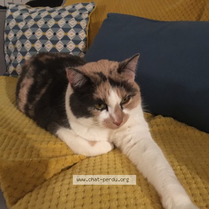 Photo of a cat found in Laval