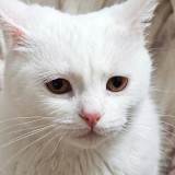 Simba