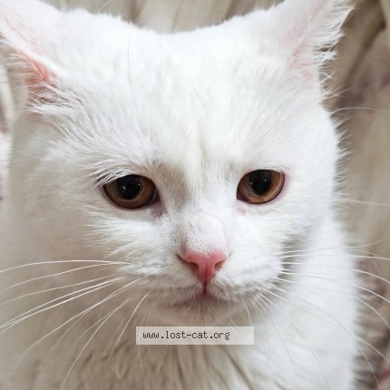 Photo 1/1 Simba Cat lost in Islamabad