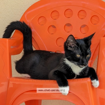 Photo of a cat found in Ste Gemmes Sur Loire