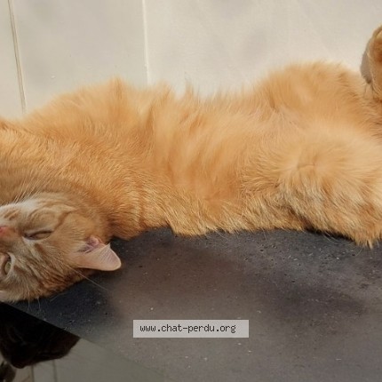 Foto 1/1 Loulou Kat vermist in Vise