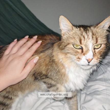 Foto einer wiedergefundenen Katze in Pugnac