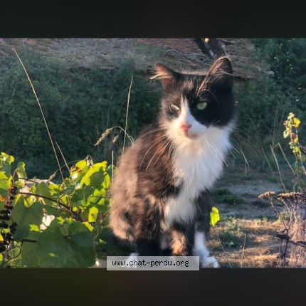 Photo of a cat found in Saint Sebastien