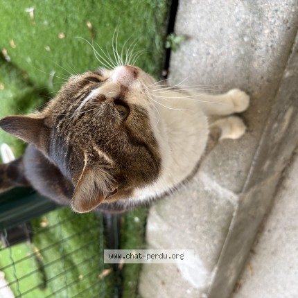 Photo of a cat found in Vienne