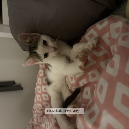 Photo of a cat found in Saint Priest