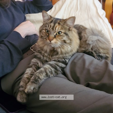 Photo 1/1 Found cat Found in Montreal
