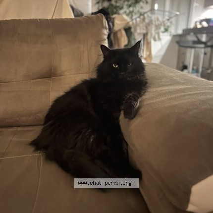 Photo of a cat found in Fontenay Tresigny