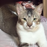 chinu