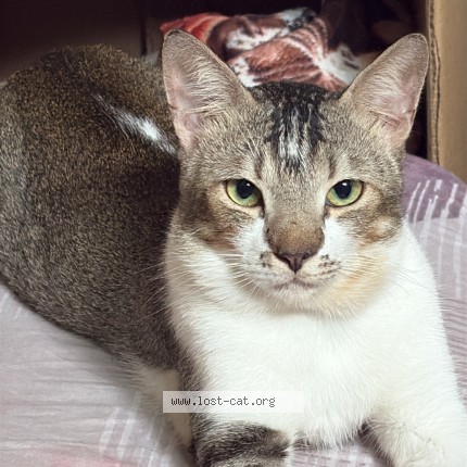 Photo 1/1 chinu Cat lost in Mumbai