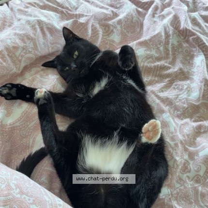 Foto 1/1 Maky Katze verloren in Chavornay