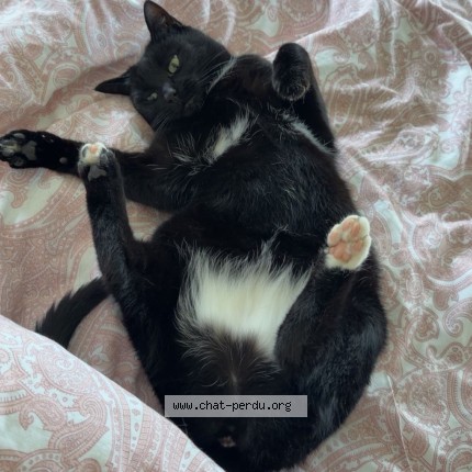 Foto einer verlorenen Katze in Chavornay