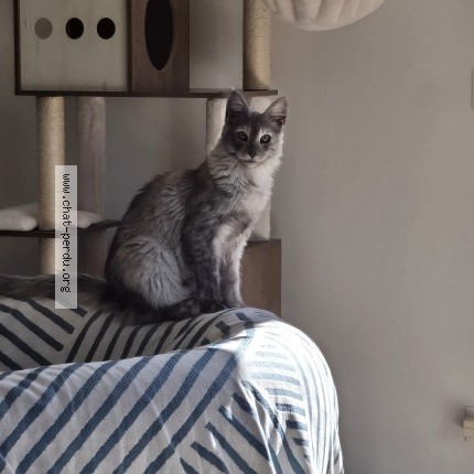 Photo of a cat found in Lourmarin