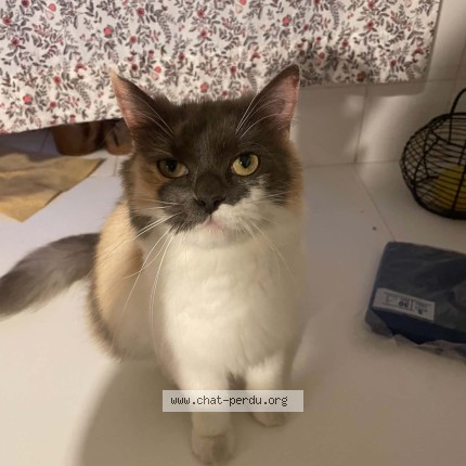 Foto 1/1 salsa Kat vermist in Ans