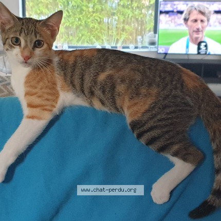 Photo of a cat found in La Ciotat