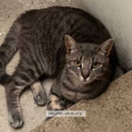 Photo of a cat reunited in Talence