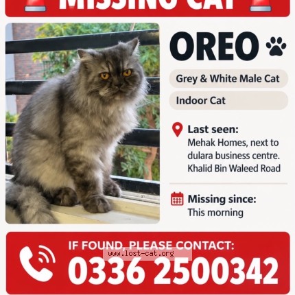 Photo 1/1 OREO Cat lost in Karachi