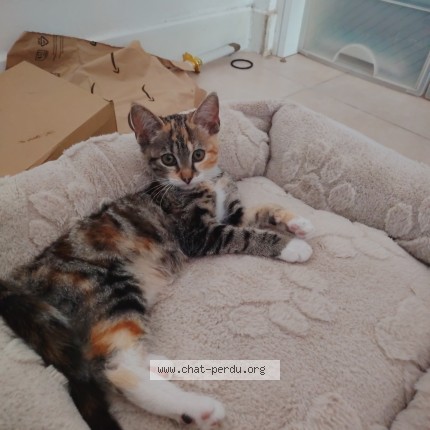 Foto einer wiedergefundenen Katze in Bezons
