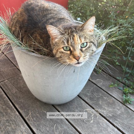 Foto 1/1 Lola Katze verloren in Esch Sur Alzette