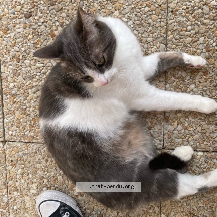 Photo of a cat found in Colombes