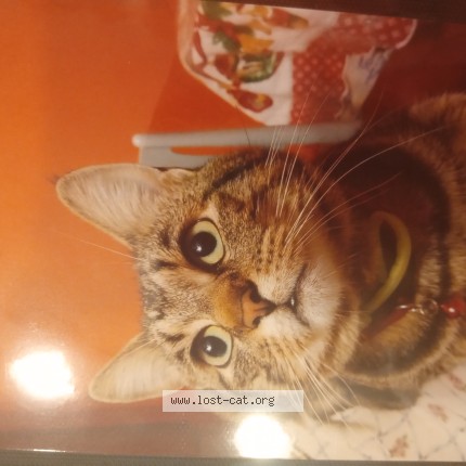 Foto 1/1 Ferit Gatto smarrito a Medesano