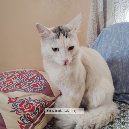 Photo 1/1 milo Cat lost in Hubli