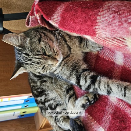 Foto 1/1 Kat teruggevonden Vermist in Etterbeek