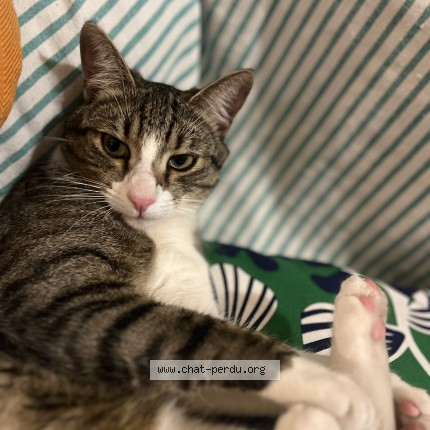 Photo of a cat found in Montpellier