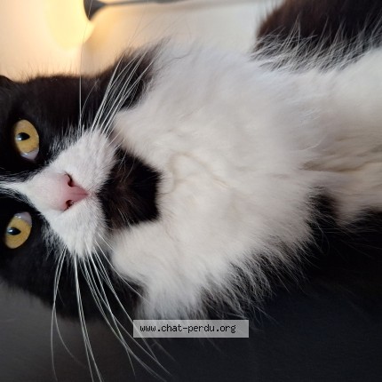 Foto 1/1 bounty Kat vermist in Engis